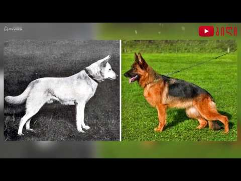 ვიდეო: რამდენი წლის იზრდება ძაღლები?
