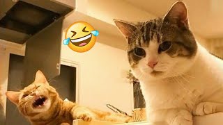 Funniest Cats 2024  Best Funny Cats Videos Of The Month 24