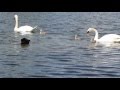 Coot v Swan