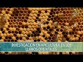 Investigacion en apicultura en los Llanos Orientales - TvAgro por Juan Gonzalo Angel Restrepo