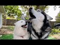 Malamute’s Funny Argument About Getting A Bath | He Speaks Plain English