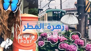 Ajisai زهرة المطر، تمشية في كاماكورا  و جولة تصوير