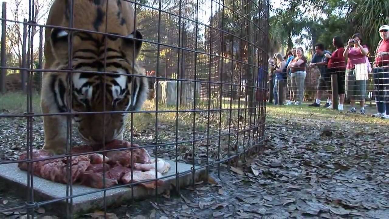 BIG CAT FEEDING TOUR! - YouTube