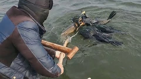 Chim Cốc bắt cá cách đánh bắt truyền thông của người Trung Quốc | Cormorant fishing