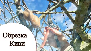 картинка: Обрезка Киви