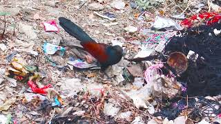 Hungry Greater Coucal Bird Finding food at a Garbage Location