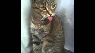 The funniest cat video ever......well probably!