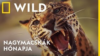 Nagymacskák hónapja február 3-tól | National Geographic WILD