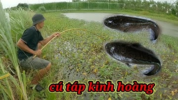 Câu cá lóc bằng vịt,qua cơn bão năng lại đi tìm câu khủng Long