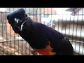 Pancingan Murai Nembak Isian Istimewa Gereja Kapas Tembak Lovebird Jenggot Mp3 - Mp4 Download
