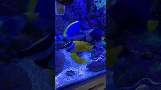 Clown Trigger with Clam