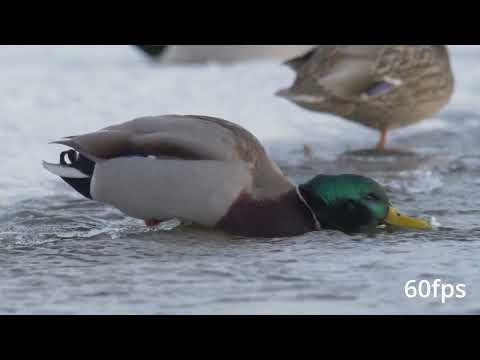 Mallard at 60 fps