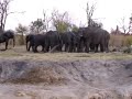 elephants on the banks of the river matetsi, zimbabwe