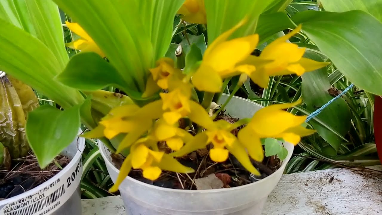 Lycaste aromática. filmado 21 julio 2021