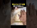 死んだふりする猫起こす方法www