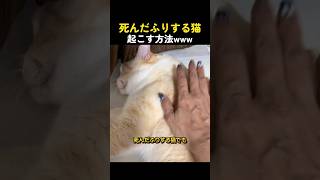 死んだふりする猫起こす方法www