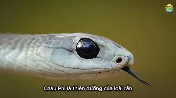 “Khám Phá Châu Phi: Vương Quốc Của Những Loài Rắn Chết Người”🐍