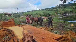 OLHA COMO FOI PRA TRAZER AS TÁBUAS DE JAQUEIR COM OS BOI 🐂 