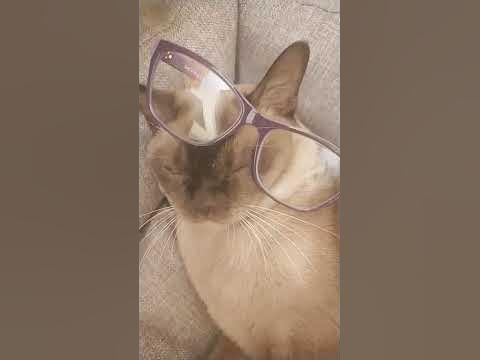 школа котиков - YouTube