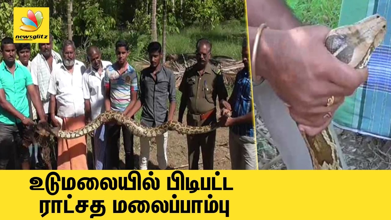 10 feet long snake rescued by Forest Officers in Tirupur district