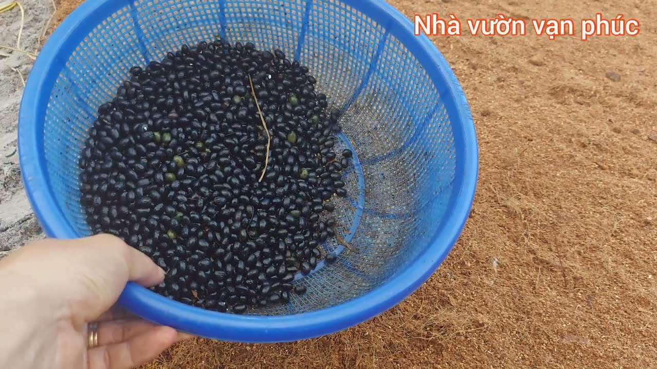 làm theo cách này ươm hạt mai lên 100%| phương pháp ươm hạt mai đơn giản nhất