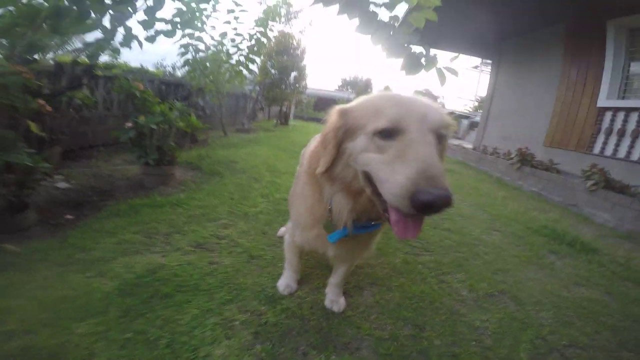 Two Golden Retrievers Playing - YouTube
