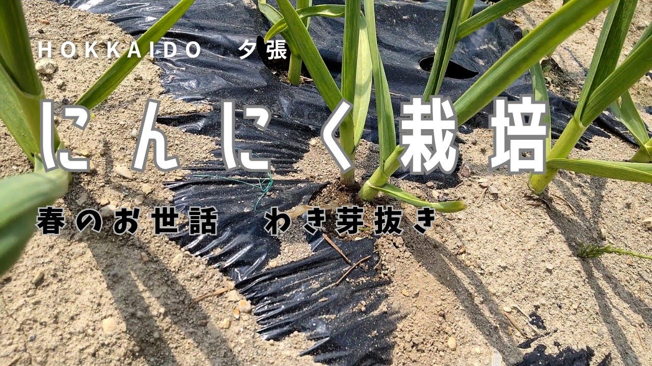芽 2026年初夏 にんにくの脇芽をとりました。 - YouTube
