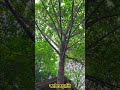 দুষ্টু কাঠবিড়ালির শয়তানি 😂😂😂 #reels #nature #ytshorts #shortsvideo #shorts #animals #love #viral