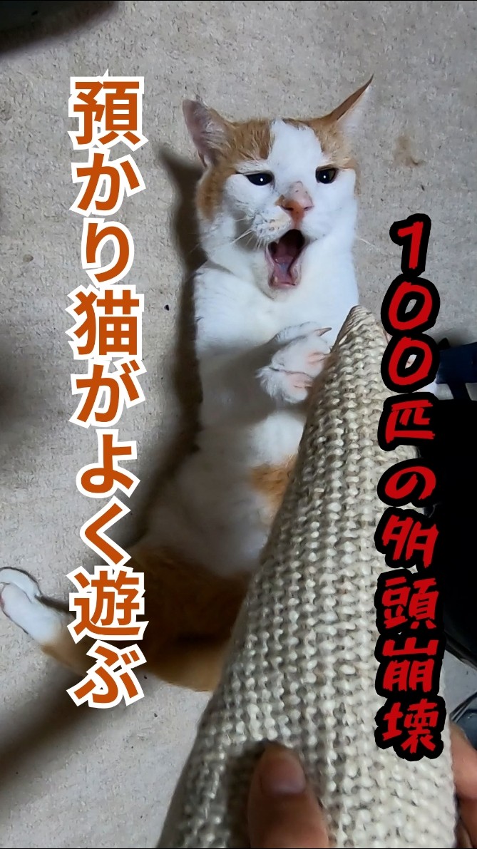猫兄さん - YouTube