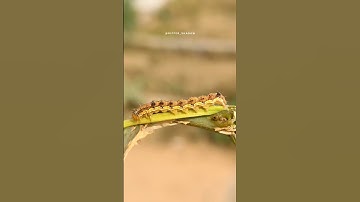 MOBILE MACRO PHOTOGRAPHY//PROSUMER 75MM MACRO LENS. #shorts #macrophotography #photography #macro