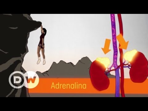 Vídeo: A adrenalina é um hormônio esteróide?