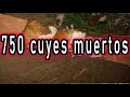 CRIANZA DE CUYES 2022 ✓ - HABLANDO DE CUYES 4 🐹 750 cuyes muertos