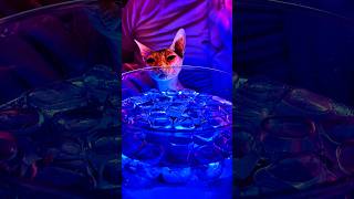 🔴 Hello Everyone 😻💤😺 Ice 🧊 Bubble 🫧 Cat Water ASMR Live
