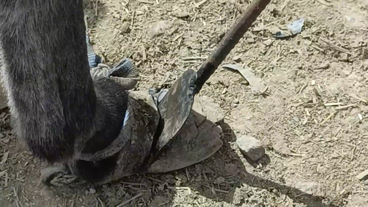 Cut off the long donkey hooves with a 1m long shovel YouTube