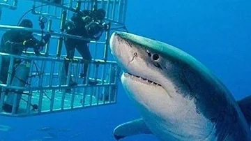 Este Es El Tiburón Blanco Más Grande Jamás Capturado En Cámara