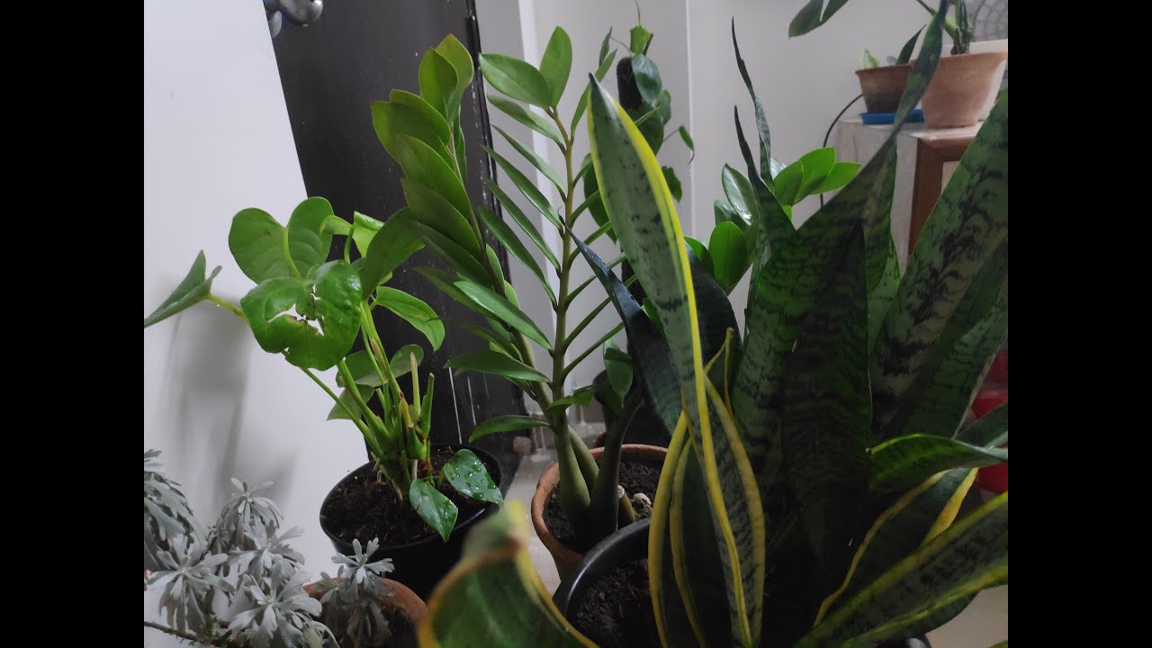 #Zamioculcas zamiifolia (#ZZ Plant) #Care Guide | Indian Weather - YouTube