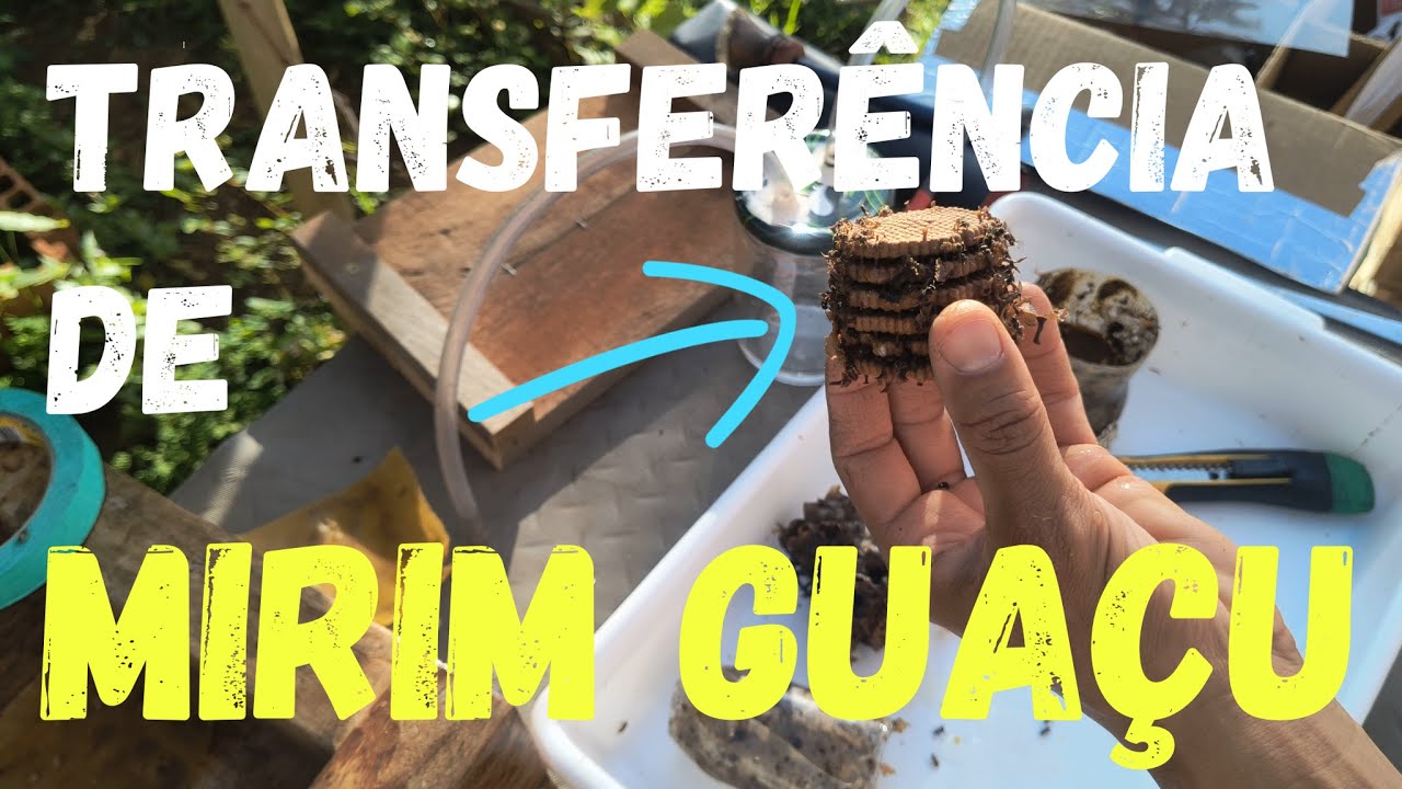 TRANSFERÊNCIA DE MIRIM GUAÇU#transferência#mirim#guaçu#abelha#semferrão