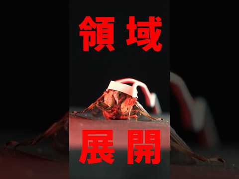 SPECIALZ セミで 弾いてみた 呪術廻戦 Specialz Kinggnu 五条悟