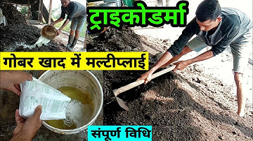 How to multiply TRICHODERMA in Compost | ट्राइकोडर्मा को गोबर खाद में मल्टीप्लाई करने का सही तरीका