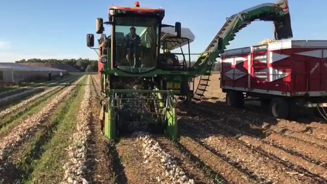 Onion Harvest Spain July 2017