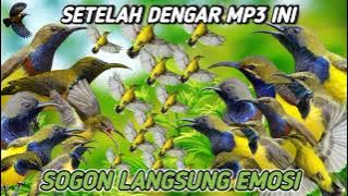 suara pikat burung sogon paling ganas‼️