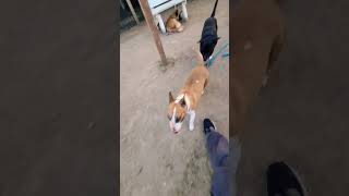 With Rogue A737477 3 Year Old Female Miniature Bull Terrier