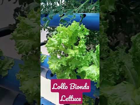 Video: Leafy Salads Lollo Bionda, Frillis, Endive