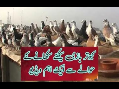 Kabootar Bazi Report Bye Naveed Malik || Fire Stone News