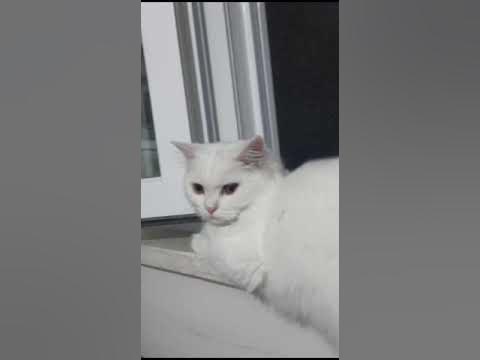 SiMdİ sEnİn DOtUnU iSiRmAyA GeLiRiM👍 - YouTube