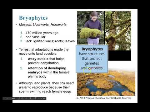 Wideo: Różnica Między Bryophytes Pteridophytes I Gymnosperms