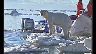 Polar bear hunting , and shot by Jan Guillou , a trophy hunter !!