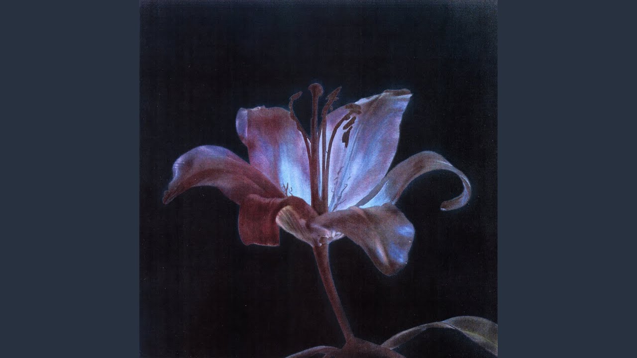 Watch full bloom on YouTube Watch full bloom on YouTube