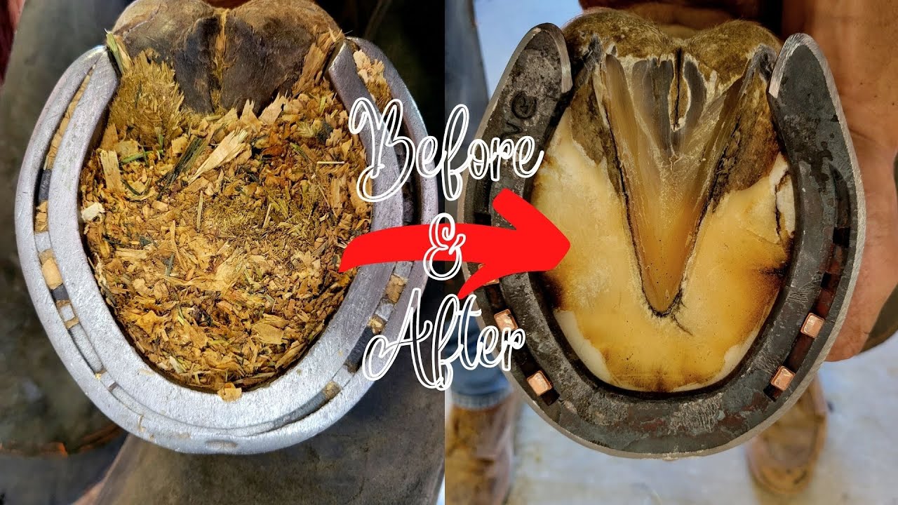 Hot shoe * Farrier * Hoof Restoration * Satisfying YouTube