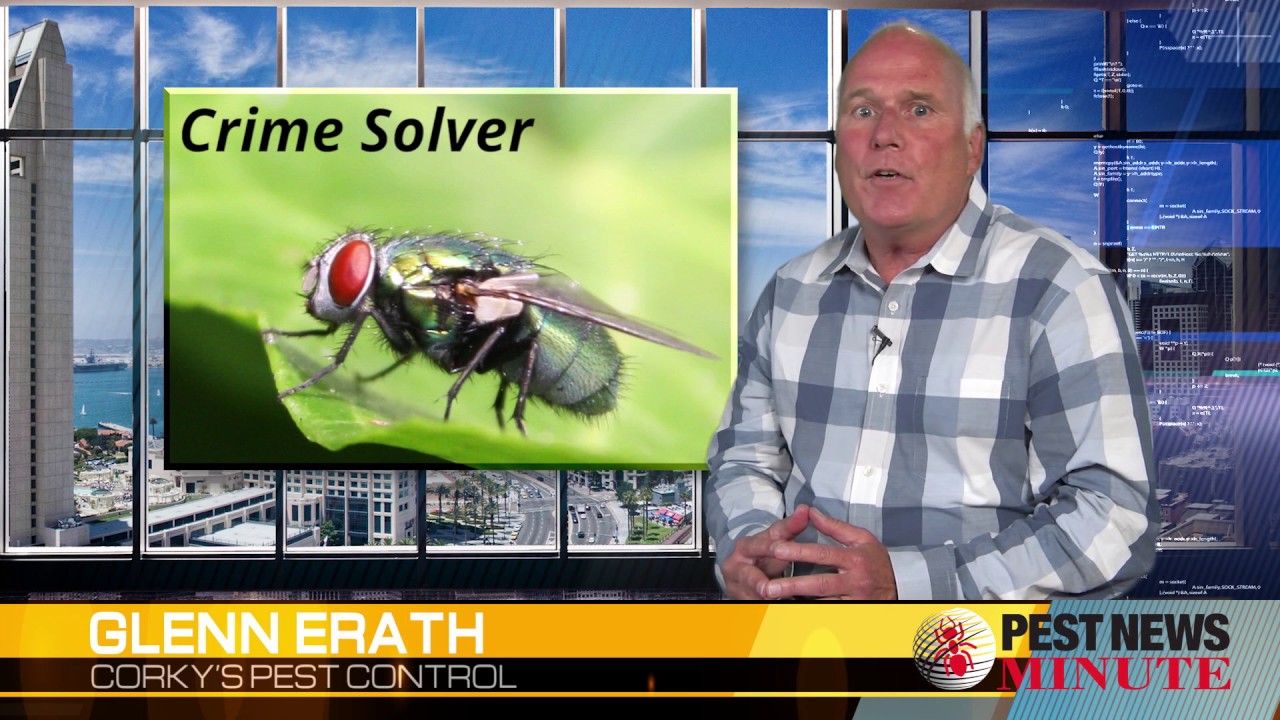 Crime Solving Insects - YouTube